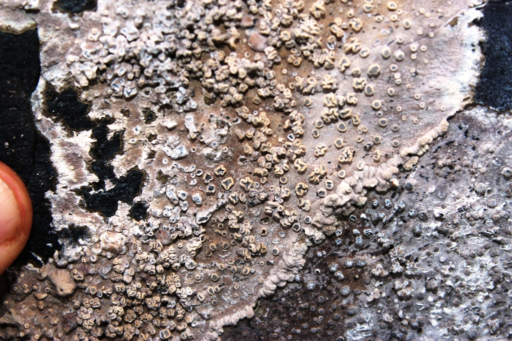 Cape Crustose Beach Lichen