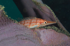 Oxycirrhites typus