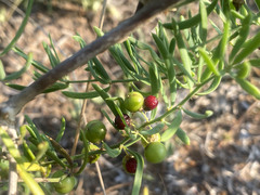 Asparagus natalensis