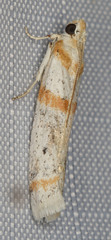Acroncosa albiflavella
