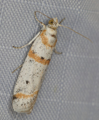 Acroncosa albiflavella