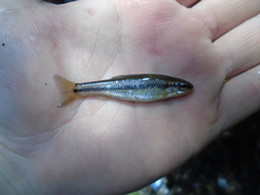 Hemitremia flammea