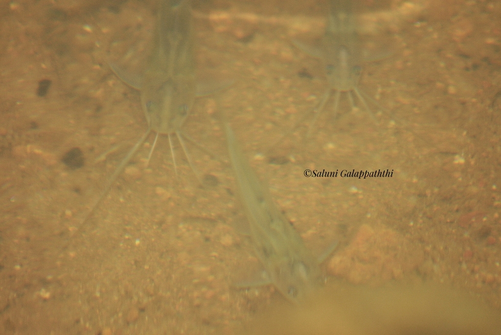 Striped Dwarf Catfish