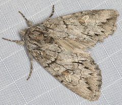 Andropolia diversilineata