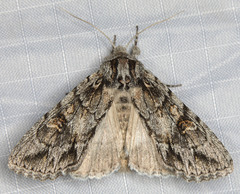 Andropolia diversilineata