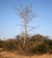 Senegalia senegal leiorhachis