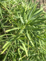 Asparagus natalensis