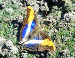 Doxocopa laure laure