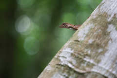 Anolis lemurinus