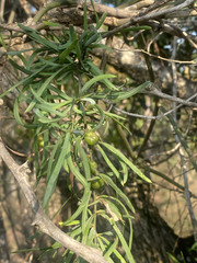 Asparagus natalensis