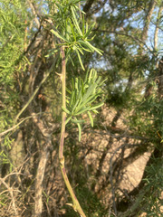 Asparagus natalensis