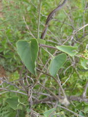 Pentarrhinum insipidum