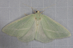 Chlorosea margaretaria