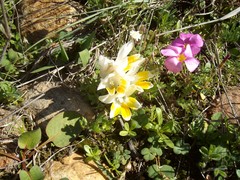 Freesia caryophyllacea