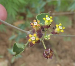 Pentarrhinum insipidum
