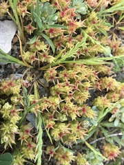 Sedum cespitosum