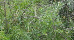 Pentarrhinum insipidum