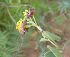 Pentarrhinum insipidum