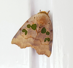 Xenochroa chlorostigma