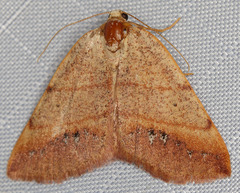 Drepanulatrix bifilata