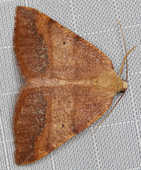 Drepanulatrix bifilata