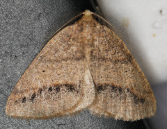 Drepanulatrix bifilata