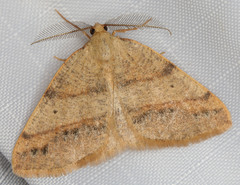 Drepanulatrix bifilata