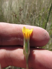 Scorzonera parviflora