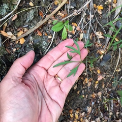Anisotome filifolia