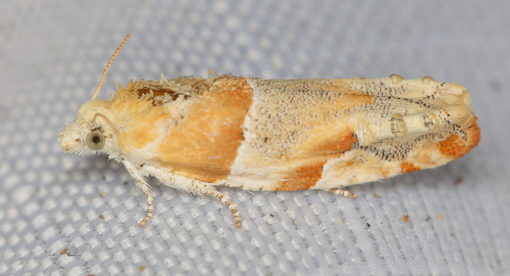 Eucosma fulvofasciata