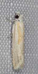 Eucosma hodgesi