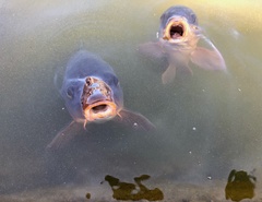 Cyprinus carpio