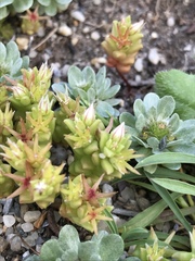 Sedum cespitosum