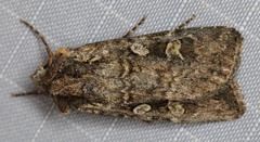 Euxoa terrenus