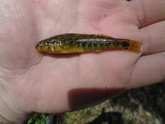 Etheostoma duryi