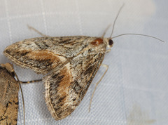 Evergestis subterminalis