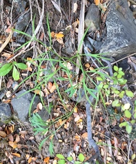 Anisotome filifolia