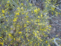 Aspalathus pycnantha