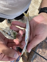 Sphyraena borealis