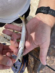 Sphyraena borealis
