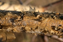 Senegalia senegal leiorhachis