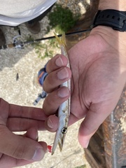 Sphyraena borealis