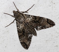 Psilogramma menephron