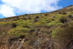 Leucadendron glaberrimum glaberrimum