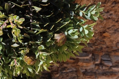 Leucadendron glaberrimum glaberrimum