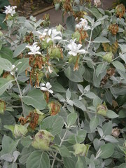 Barleria albostellata
