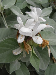 Barleria albostellata
