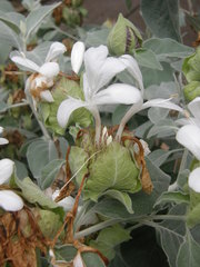 Barleria albostellata
