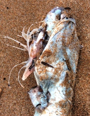 Conger wilsoni