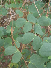 Bauhinia petersiana